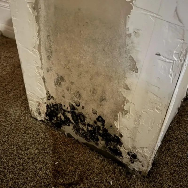 Professional Mold Removal in Union County, NM